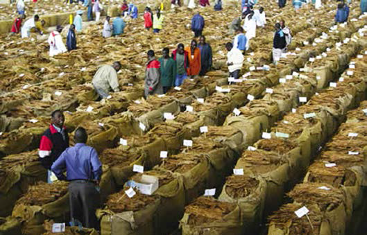 Zim auctions $1.1 million tobacco